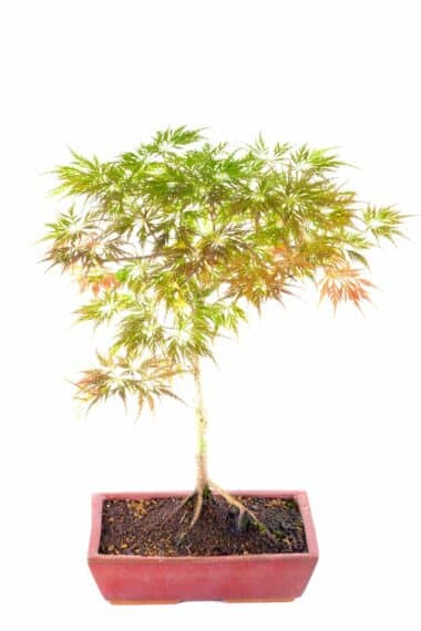 Absolutely outstanding Acer palmatum outdoor bonsai for sale UK