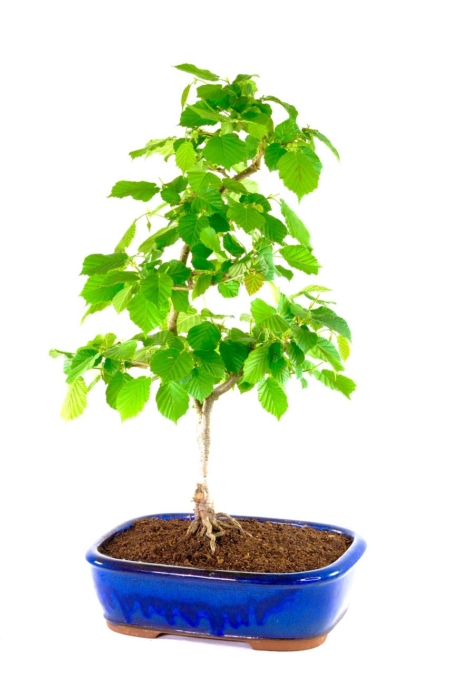 Hornbeam Outdoor bonsai for sale UK