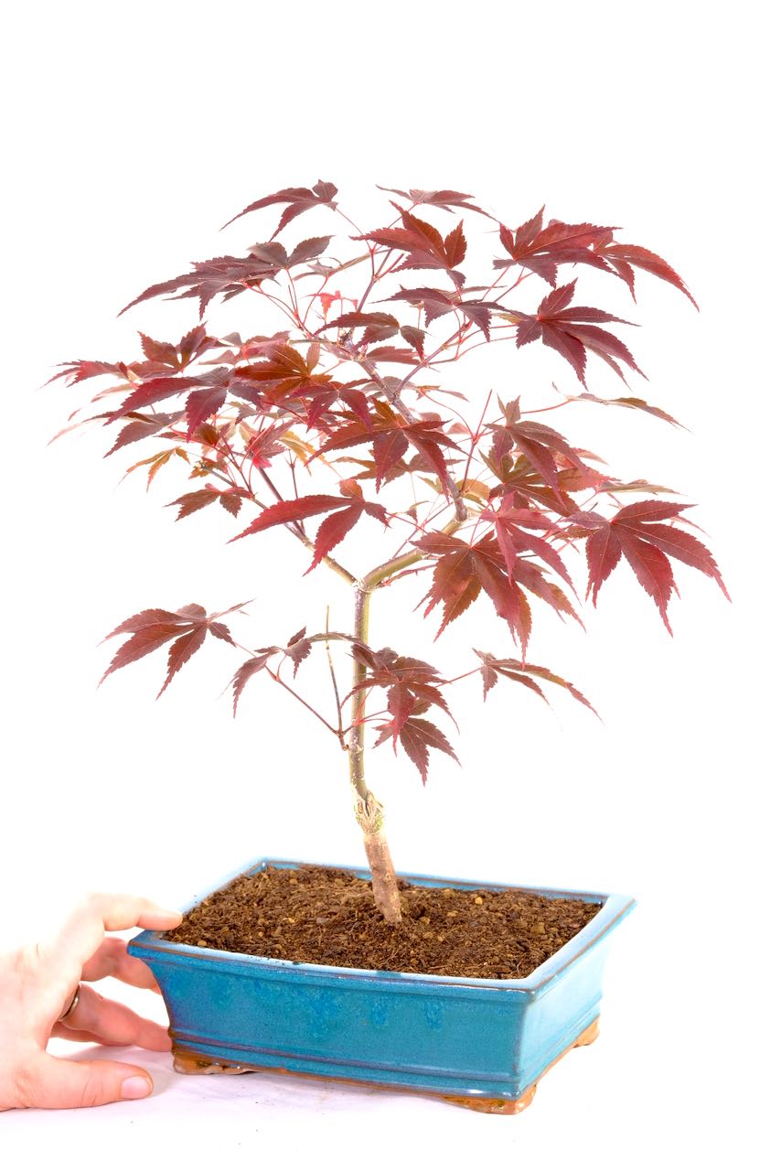 Japanese Maple (Acer palmatum 'Shojo nomura') Bonsai UK