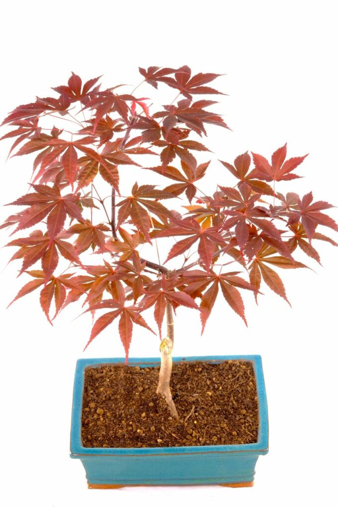 Acer palmatum Shojo nomura outdoor bonsai for sale UK