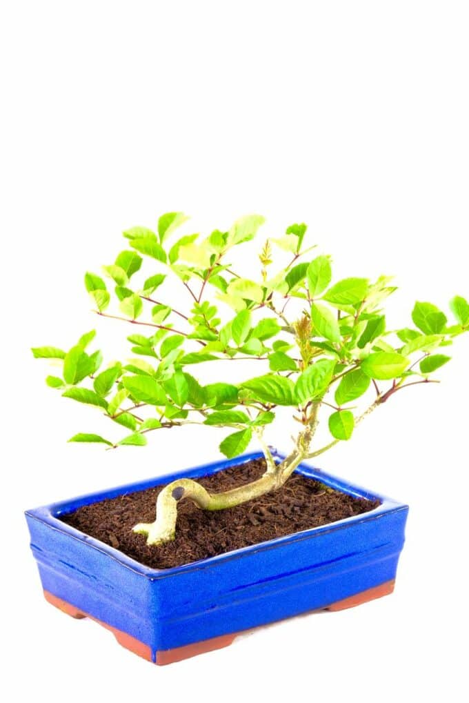 Raft-style Ash outdoor bonsai or sale UK