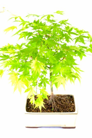 Incredible Maple outdoor bonsai for sale UK