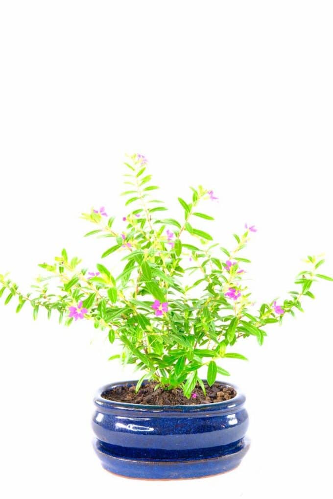 Tiny cipher evergreen indoor beginners bonsai for sale