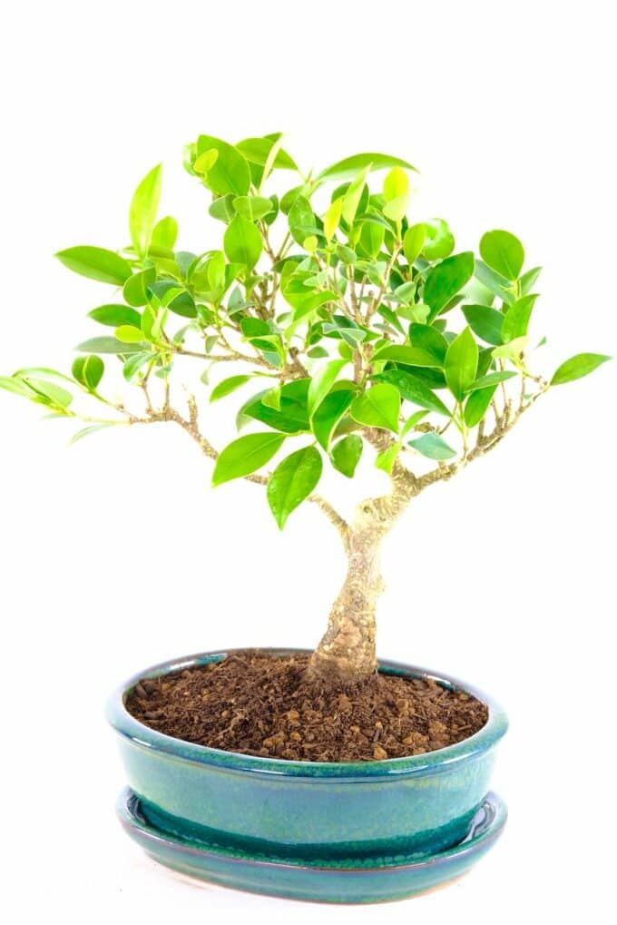 Orchard-style Ficus bonsai for sale UK