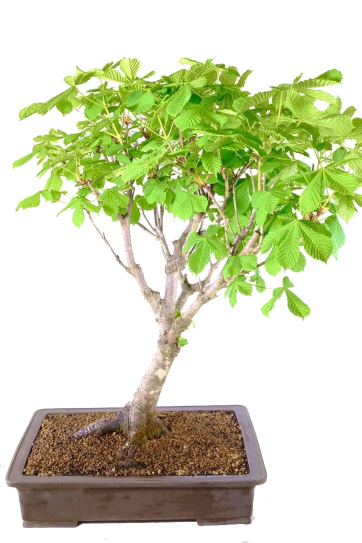 Majestic Beauty Unveiled: Native Horse Chestnut Bonsai