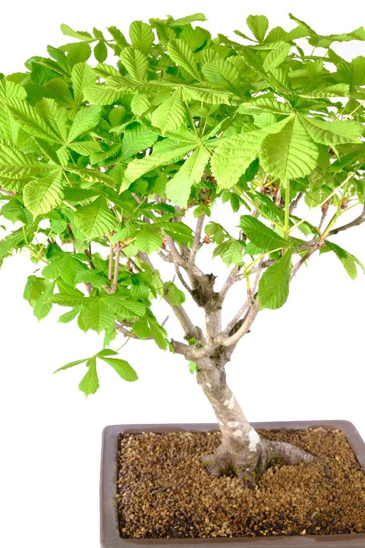 Enchanting Elegance: Aesculus hippocastanum Bonsai in Unglazed Pot