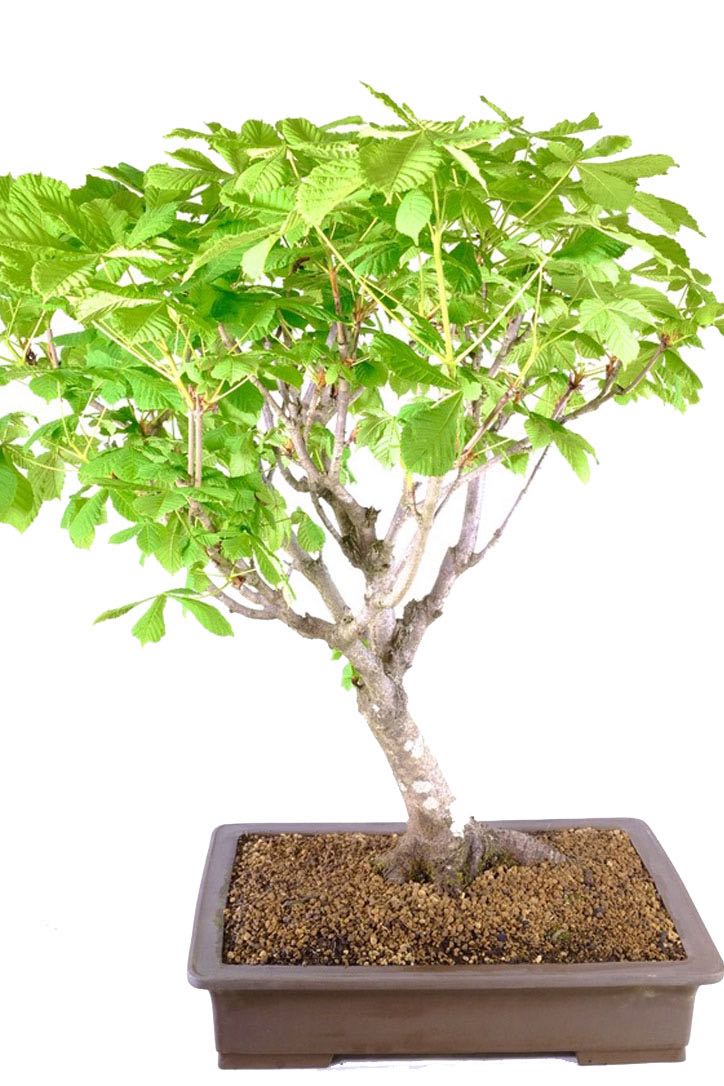 Symbol of Strength: Horse Chestnut Bonsai Representing Resilience