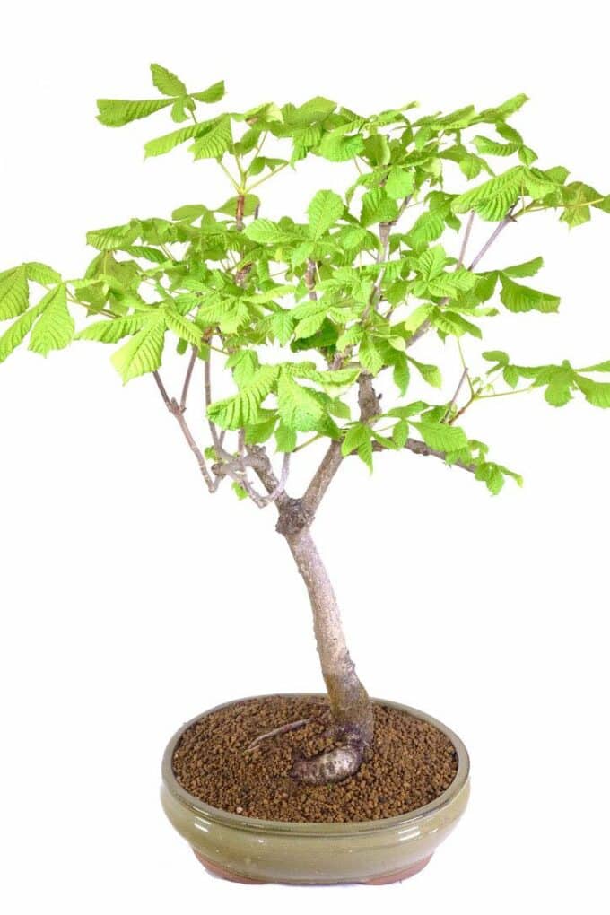 Sturdy and Powerful: 25-Year-Old Horse Chestnut Bonsai