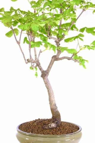 Nature's Beauty: Horse Chestnut Bonsai in Olive Green Pot