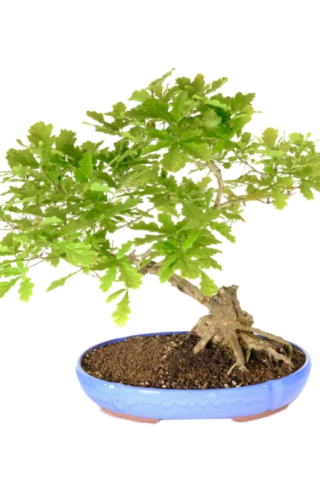 Exemplary English oak Bonsai for sale in sky blue pot