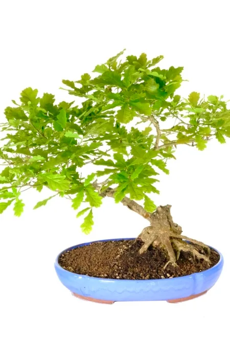 Exemplary English oak Bonsai for sale in sky blue pot