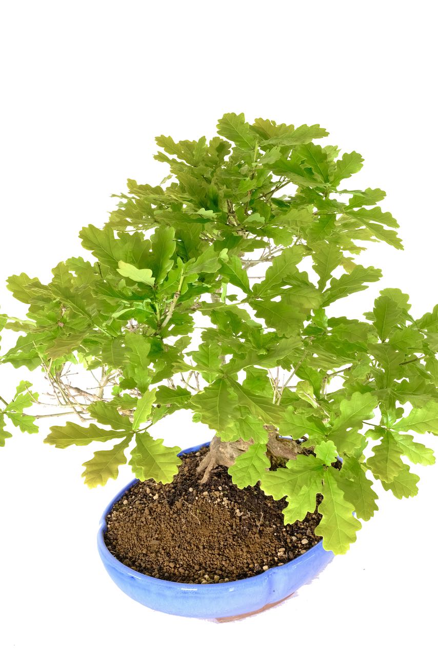 Spectacular English Oak bonsai for sale with hollowed trunk