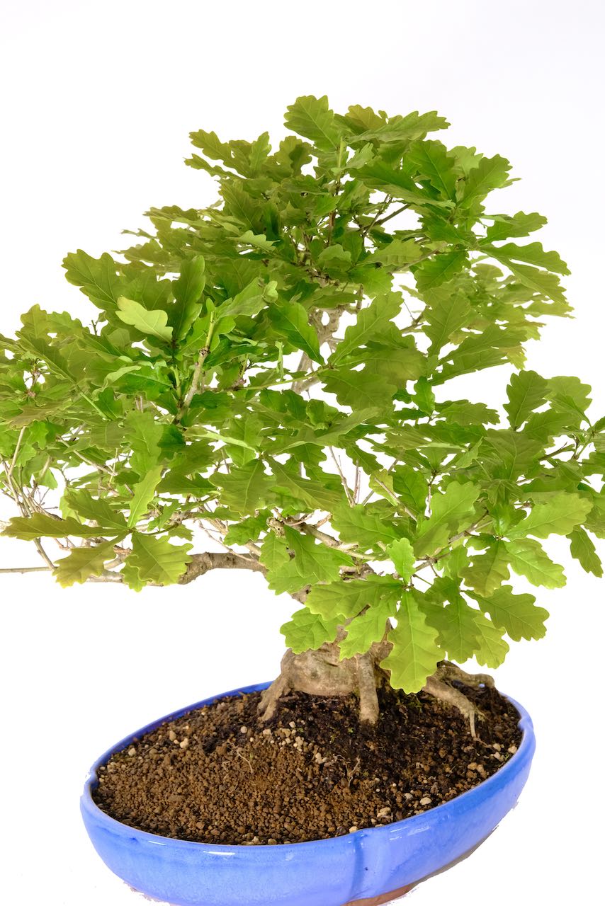 A very special hardy Oak tree bonsai in sky blue pot