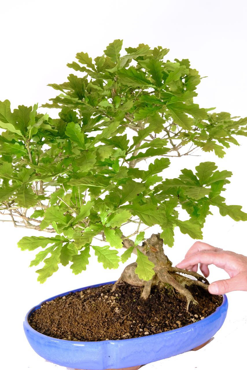 Fantastic exposed root flare