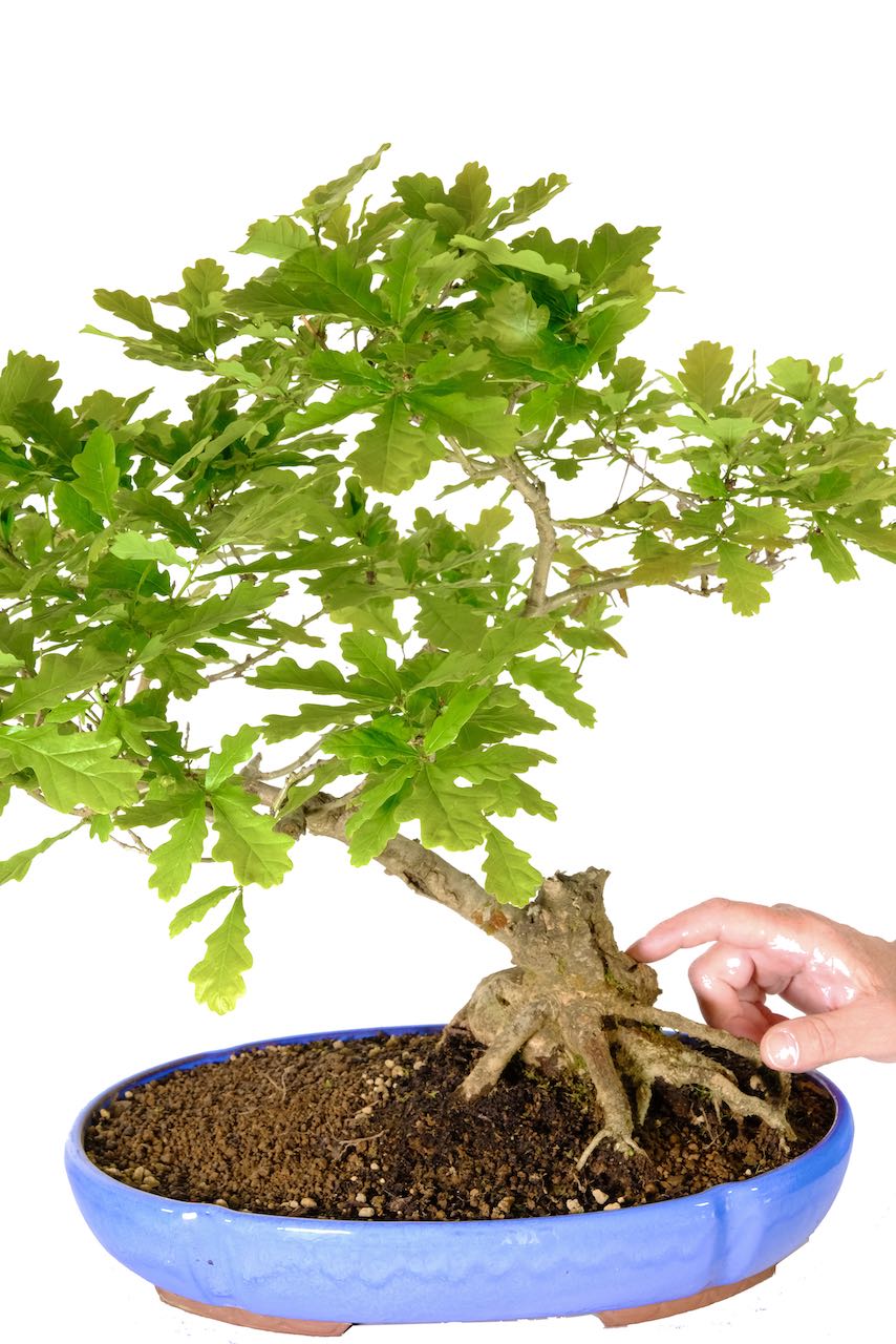 Phenomenal English Oak bonsai for sale in sky blue pot