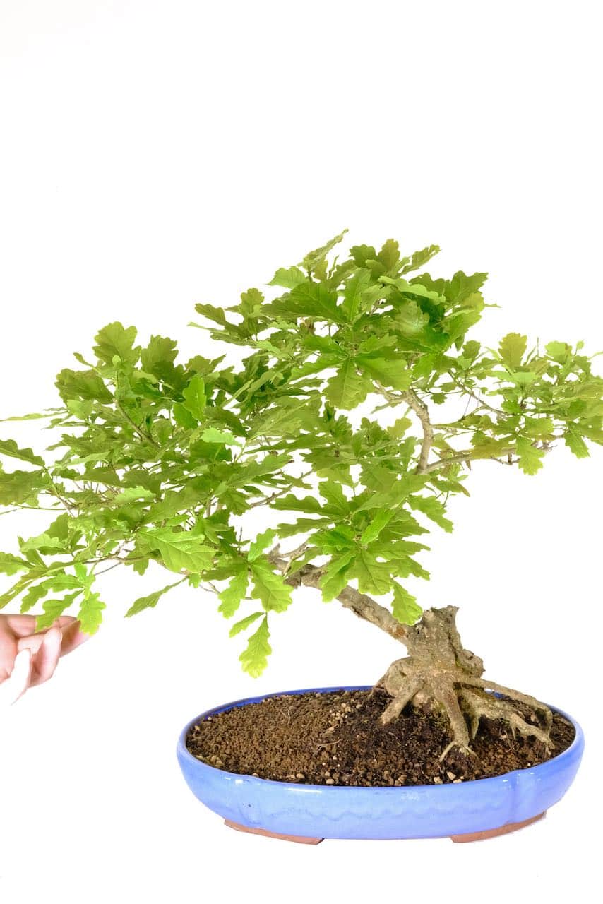 Specimen English Oak Hardy bonsai exquisite character 25 yrs