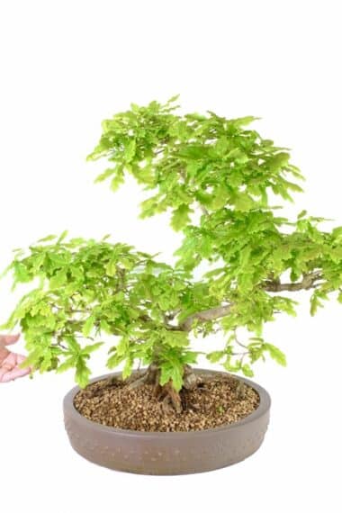 The most spectacular English Oak Specimen bonsai