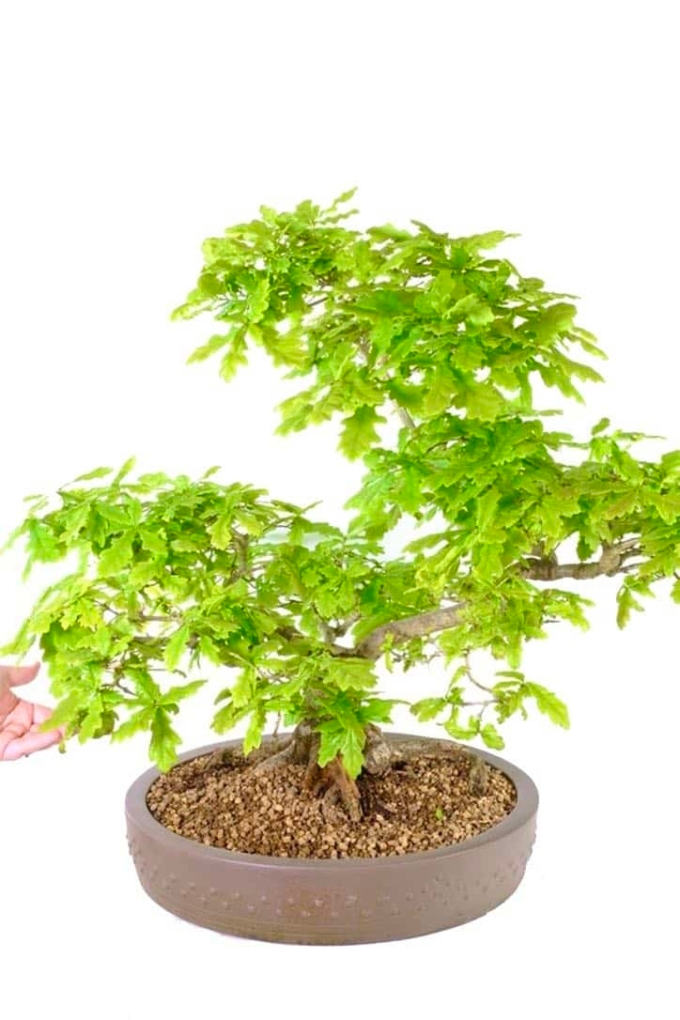English Oak Bonsai A Timeless Symbol of Strength and Serenity