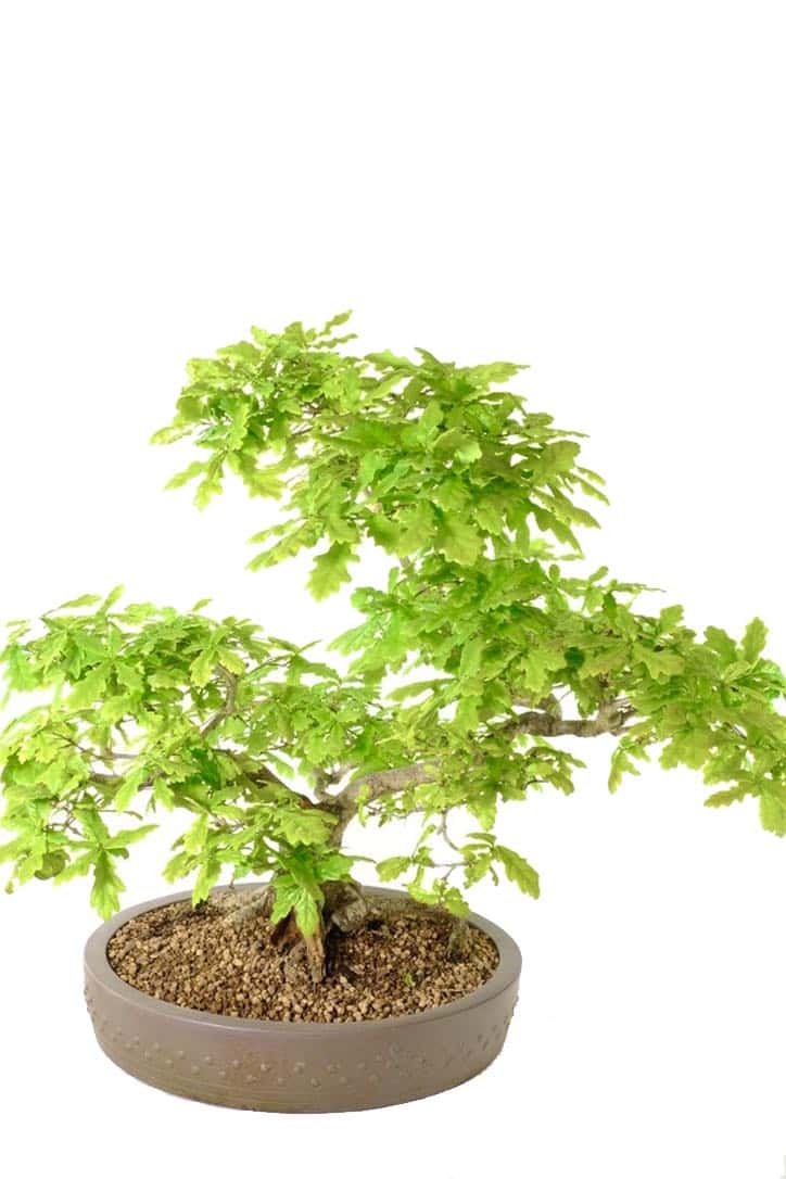 English Oak Bonsai - A Timeless Symbol of Strength and Serenity