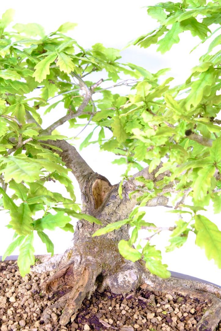 English Oak Bonsai - A Timeless Symbol of Strength and Serenity