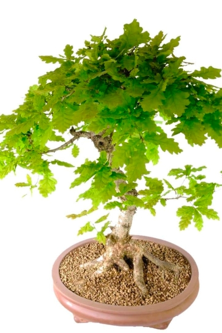 A timeless classic mature English Oak bonsai for sale