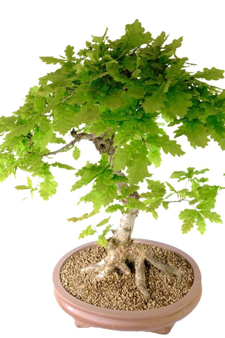 A timeless classic mature English Oak bonsai for sale