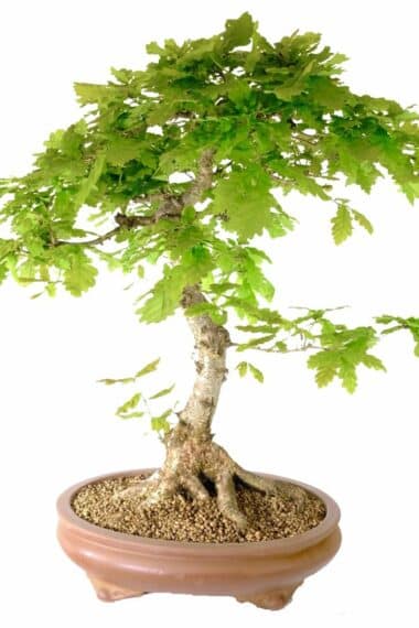 Spectacular English Oak bonsai in unglazed pot with cloud feet