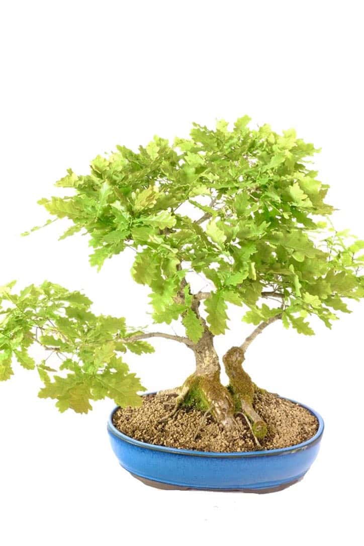 Commanding bonsai