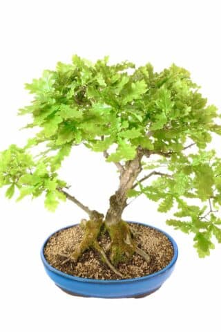 Absolutely outstanding Twin English Oak outdoor bonsai for sale UK