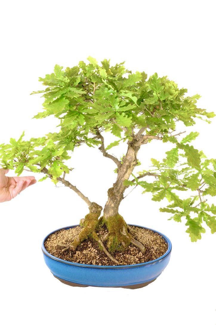 Open, layered foliage canopy