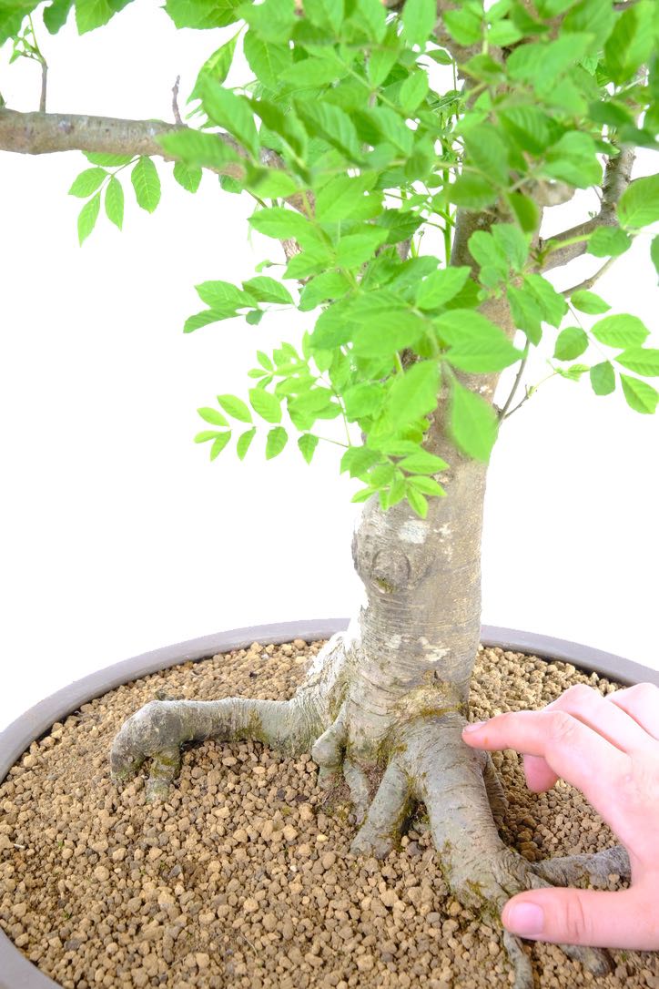 Phenomenal root exposure, creating excellent support to the trunk