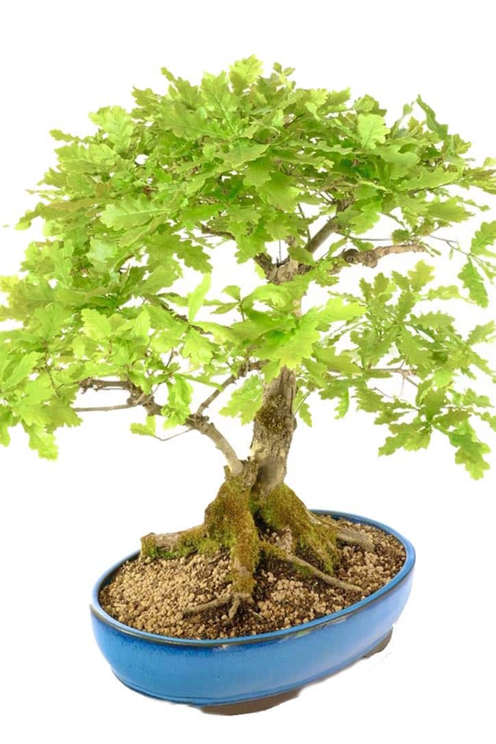 This bonsai will add character and colour to any outdoor space