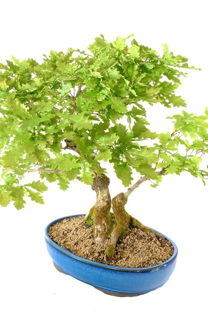 Striking blue ceramic pot with quality Akadama soil