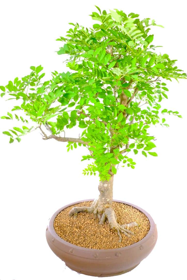 Mature Ash outdoor bonsai for sale UK