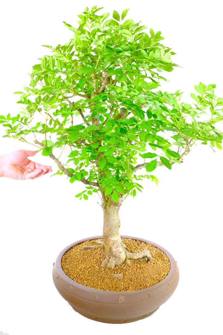 Mature bonsai with aged features and textured bark
