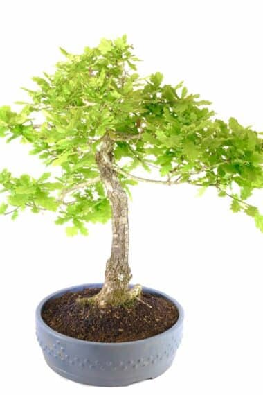 Amazing tall and powerful English oak bonsai for sale in Mica pot