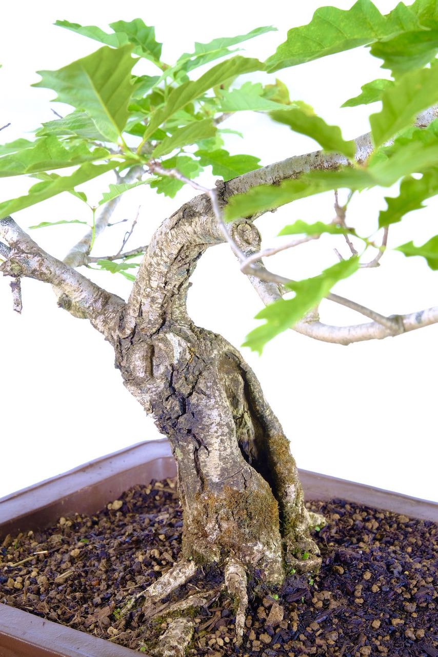 English Oak Bonsai Timeless Expression of Natural Grandeur UK