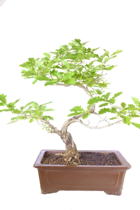 Textured bark and mature wisdom: A testament to the passage of time.