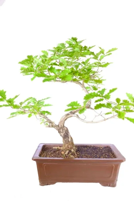 Textured bark and mature wisdom: A testament to the passage of time.