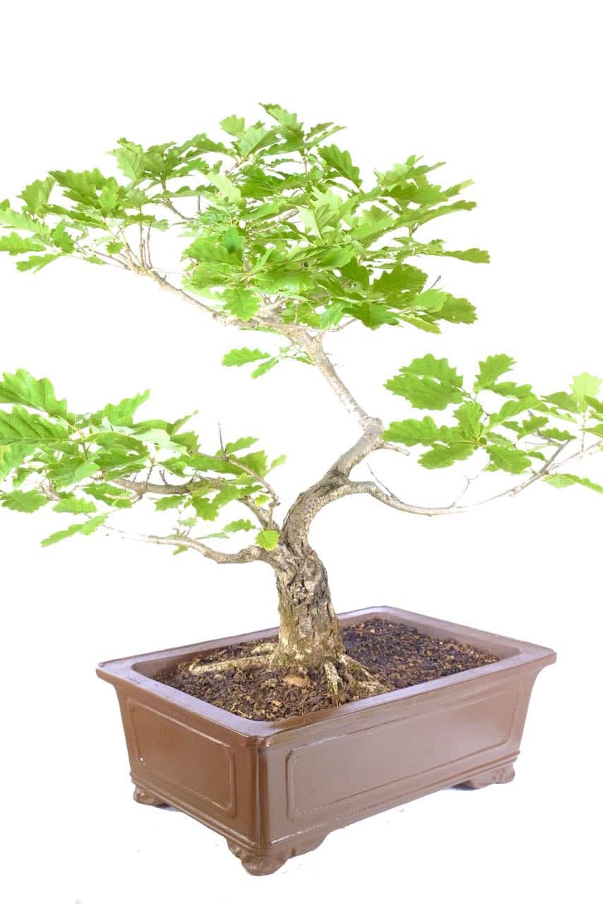 Layered canopy: A mesmerizing display of visual depth