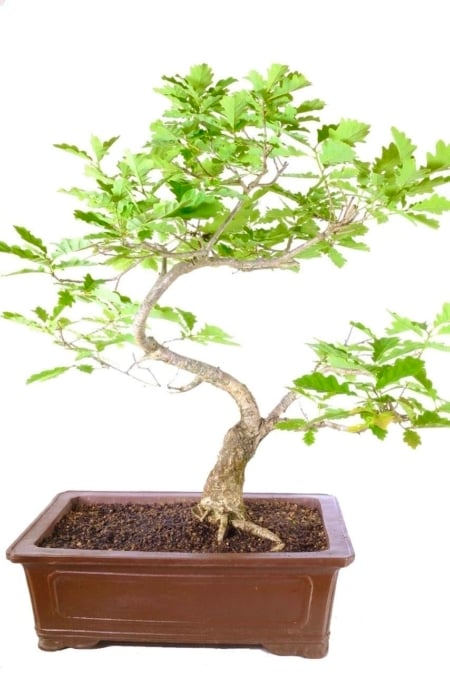 Symbol of strength and longevity: Perfect for profound gifting