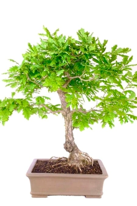 Majestic Majesty: Behold the Timeless Beauty of Our English Oak Bonsai