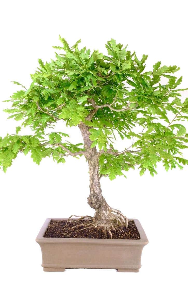 Majestic Majesty: Behold the Timeless Beauty of Our English Oak Bonsai