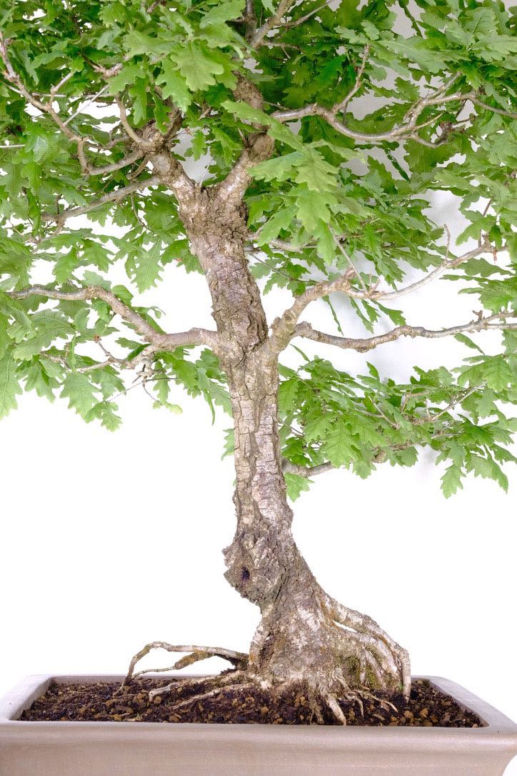 Easy Care, Profound Gesture: The Perfect Gift for Bonsai Enthusiasts and Beginners