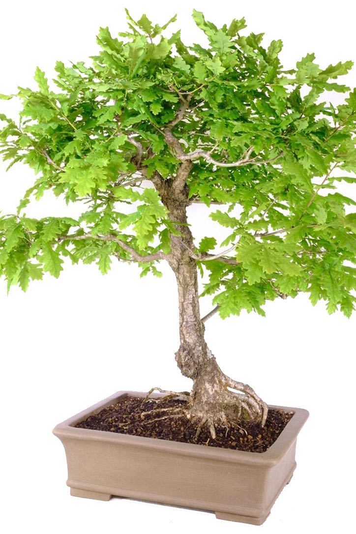 Enduring Symbol of Beauty: Gift the Quercus Robur Bonsai