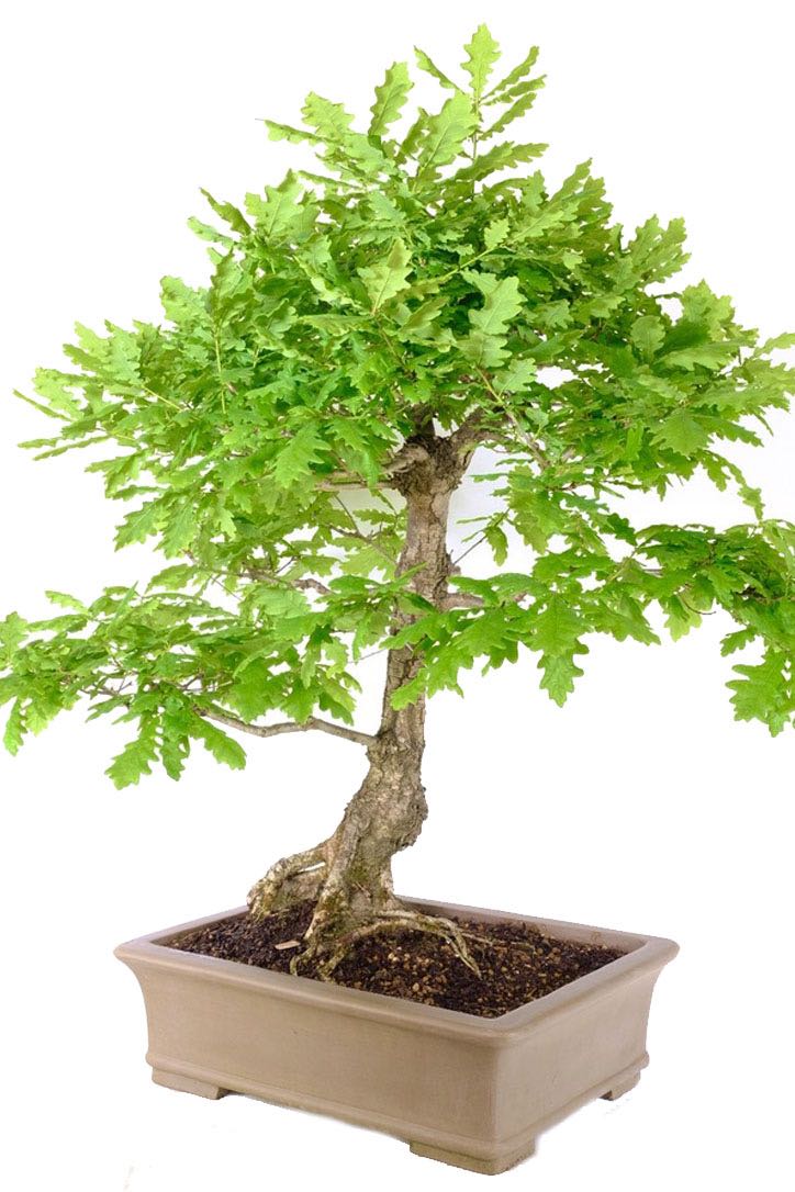 Complete Your Bonsai Experience: Explore our Bonsai Accessories Collection