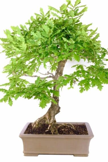 Time's Story: Experience the Aged Bark of the English Oak Bonsai