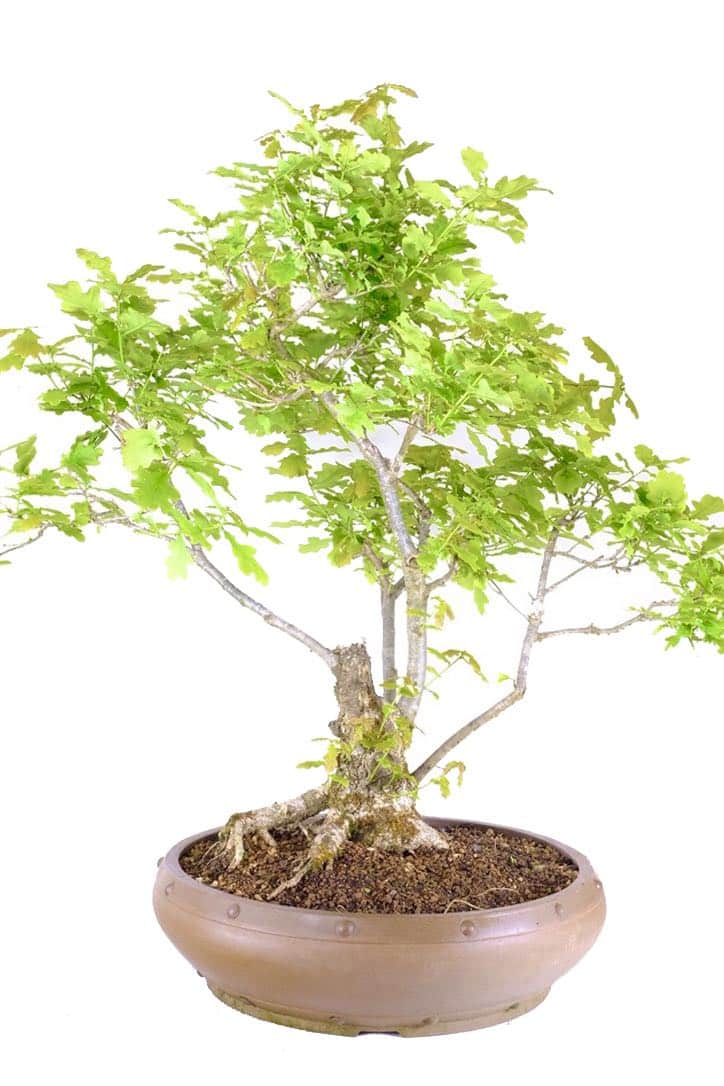 Extra large 31 year old English okay Bonsai for sale