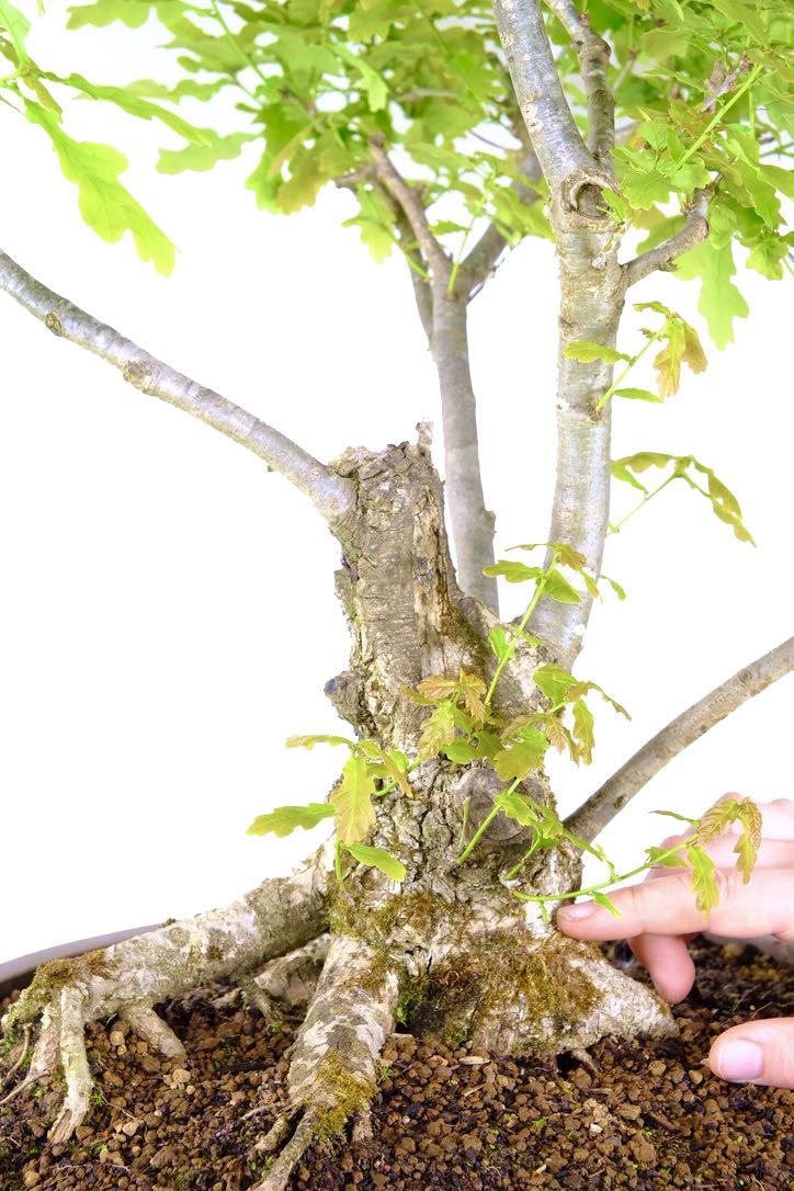 The root flare is sensational