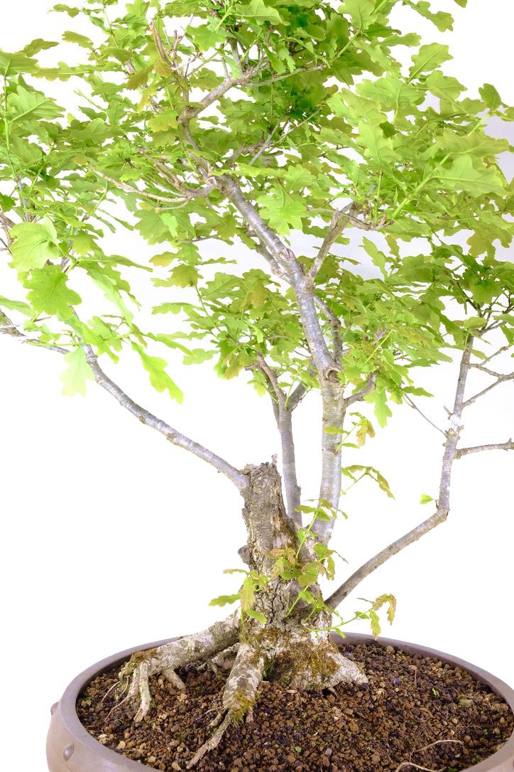 Are breathtaking English oak Bonsai with multi stems